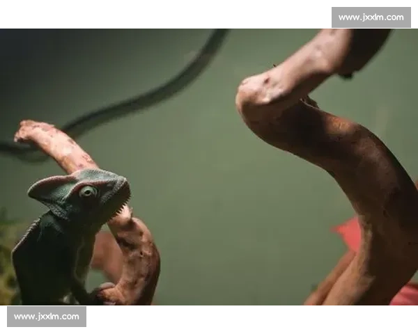 网球场上的“变色龙”，场地类型变化考验球员智慧！